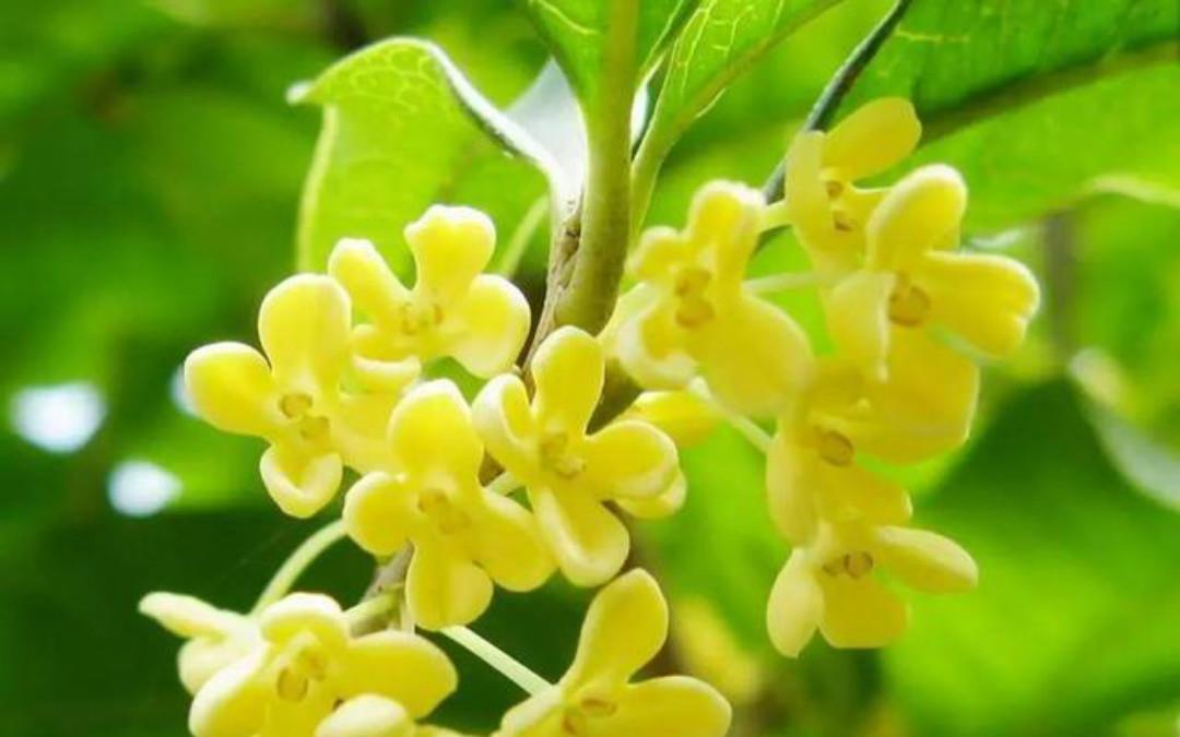 王维名句“月出惊山鸟”,明明月色没有声音,为何会惊动栖息的鸟