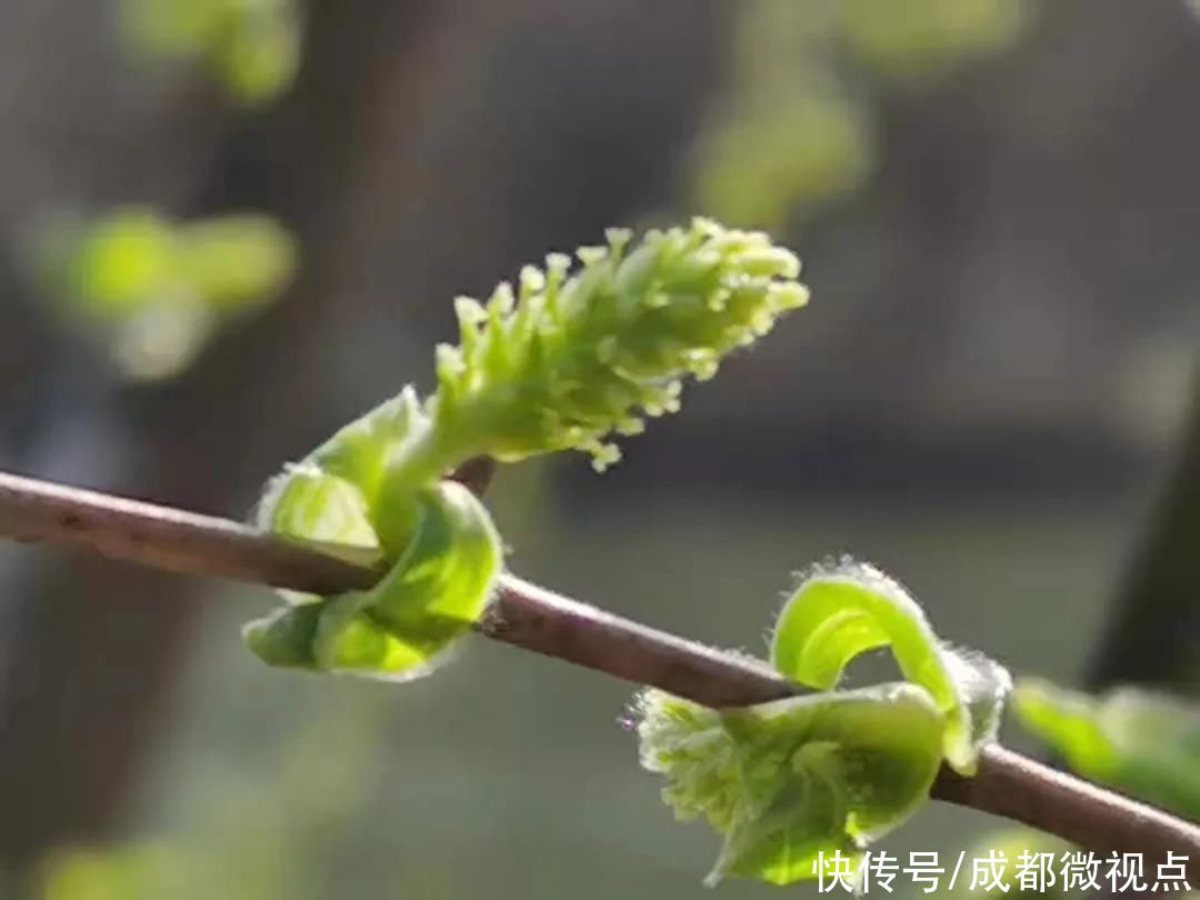 花已初开，春光无限