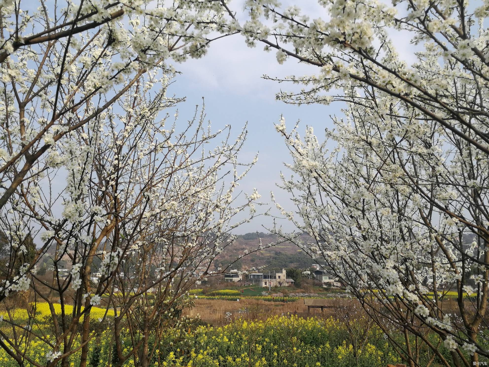 不负春光，乡村赏花