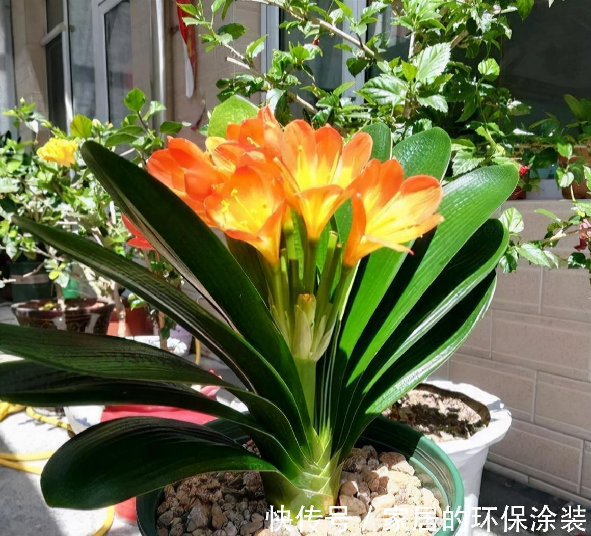 避开君子兰开花的“3大误区”，秋天大爆发，花箭拔得多