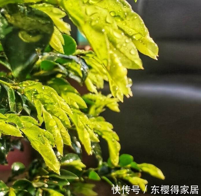 院子里有空地,就种“四大名贵树”,越大价值越高