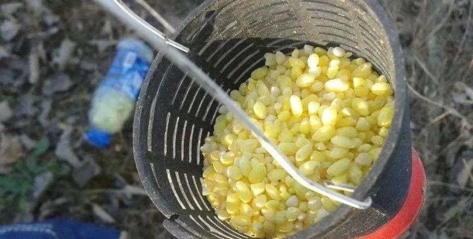 秋季廉价鲫鱼窝，却是最好的聚鱼窝料，这五样东西混合就行