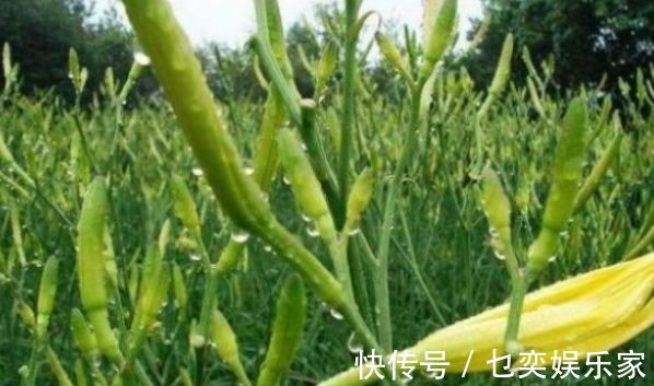 hm2|黄花菜明目安神,滋养皮肤,农民只需掌握一点,收获高产的黄花菜