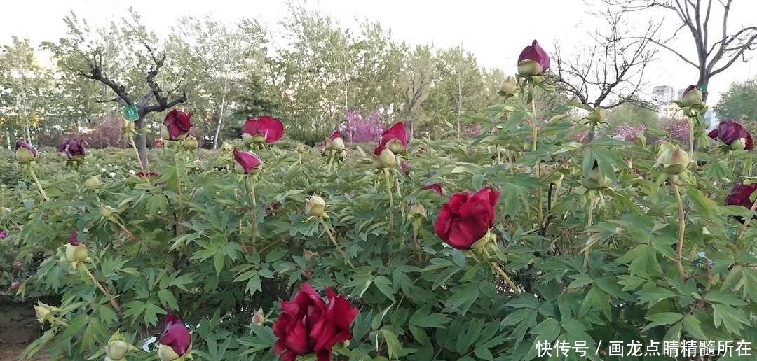 君子|曾国藩:三个不同寻常、与众不同的劝诫