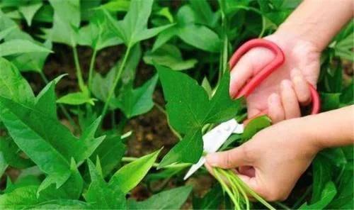 番薯叶|此野菜被人叫做“蔬菜皇后”,以前用来喂猪,现在价值很高