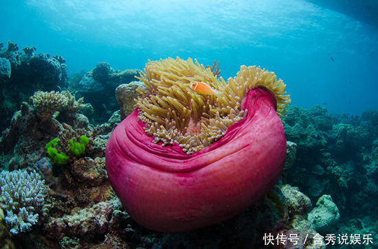 昆士兰大堡礁，活似一幅人间天堂的美妙仙境，让你忘记一切烦恼