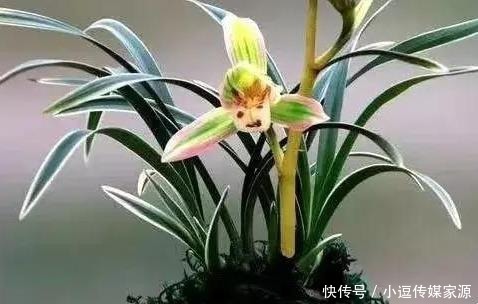 价值|最具收藏价值的兰花,花开双色、香味浓郁“兰中极品”——帝王妃