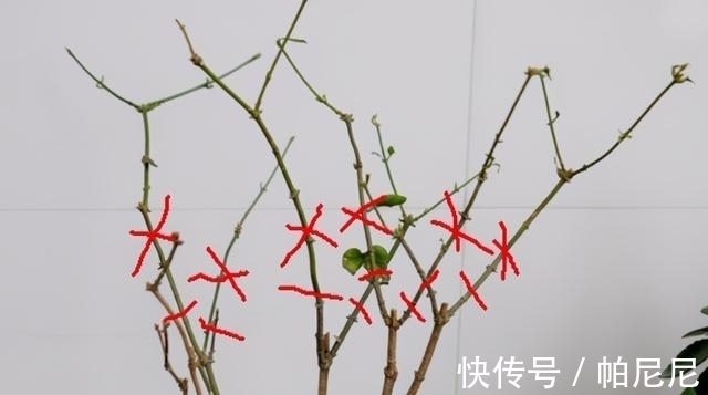 家里养这“4种花”,立春过后要“修剪”,晚了长势弱,影响开花