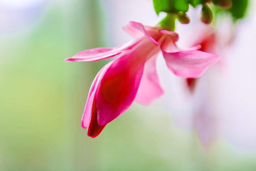 蟹爪兰总是萎蔫怎么办学会3个小技巧，茎枝翠绿粗壮，开花爆盆