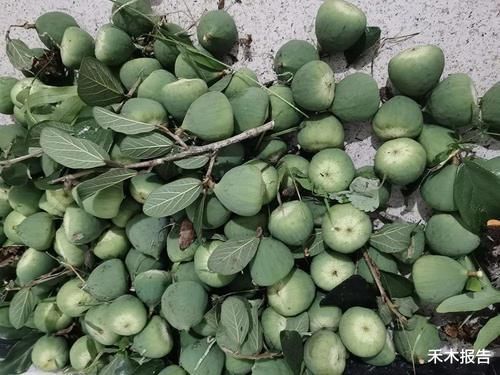 果实|若你家乡还有这种“馒头”,请珍惜,如今价值很高,种子可做凉粉