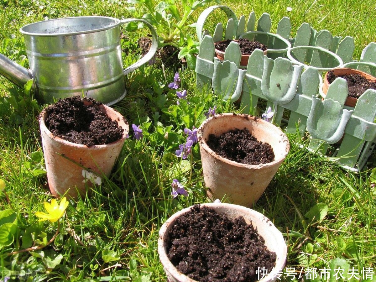 盆栽生长到一定阶段,换盆也是一个重要环节,换盆时机与具体操作