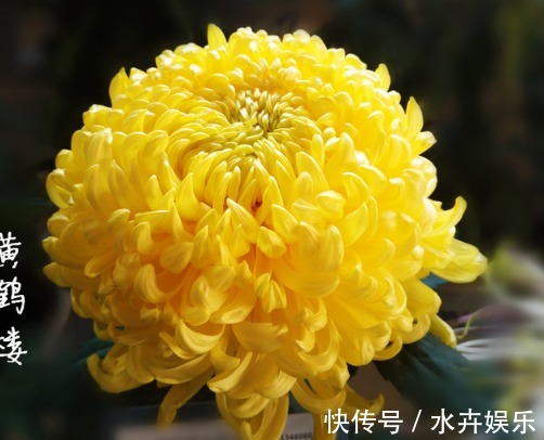 喜欢菊花,不如养盆“菊中珍品”黄鹤楼,似金玉起楼,绚丽典雅