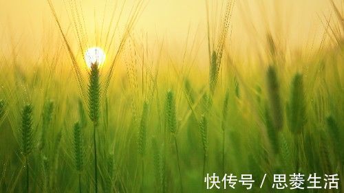 生肖狗|近期，缘分桃花绝处开出，真爱来袭，爱情之光重新照耀的4大生肖