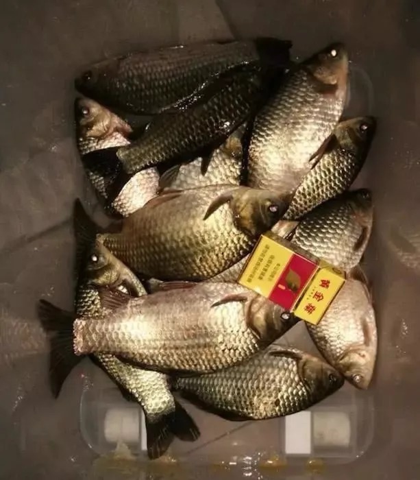 入冬后一定要钓“深”?在这几种情况下钓“浅”,鱼口更有保障