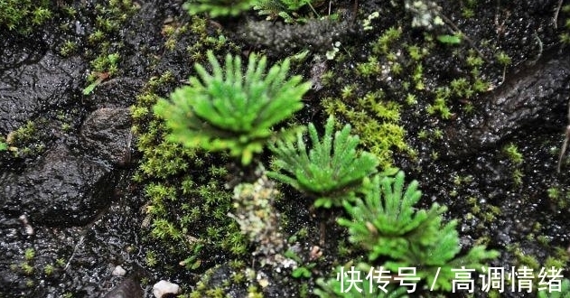 植物#岩石缝里一种小草,既可药用,又可观赏,稍作处理,便成精美盆栽