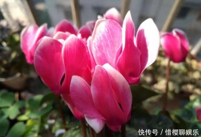 家里有此7种花,少浇水不能晒,天热要休眠早看早知道