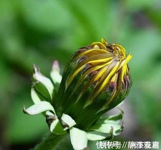 黑蒜|不起眼的几种食物, 是肝脏的“解毒王”每天吃一点, 排毒又养肝