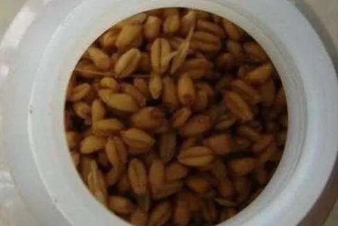 冬季野钓,普通鲫鱼饵料不好用?这款饵料比小药还厉害