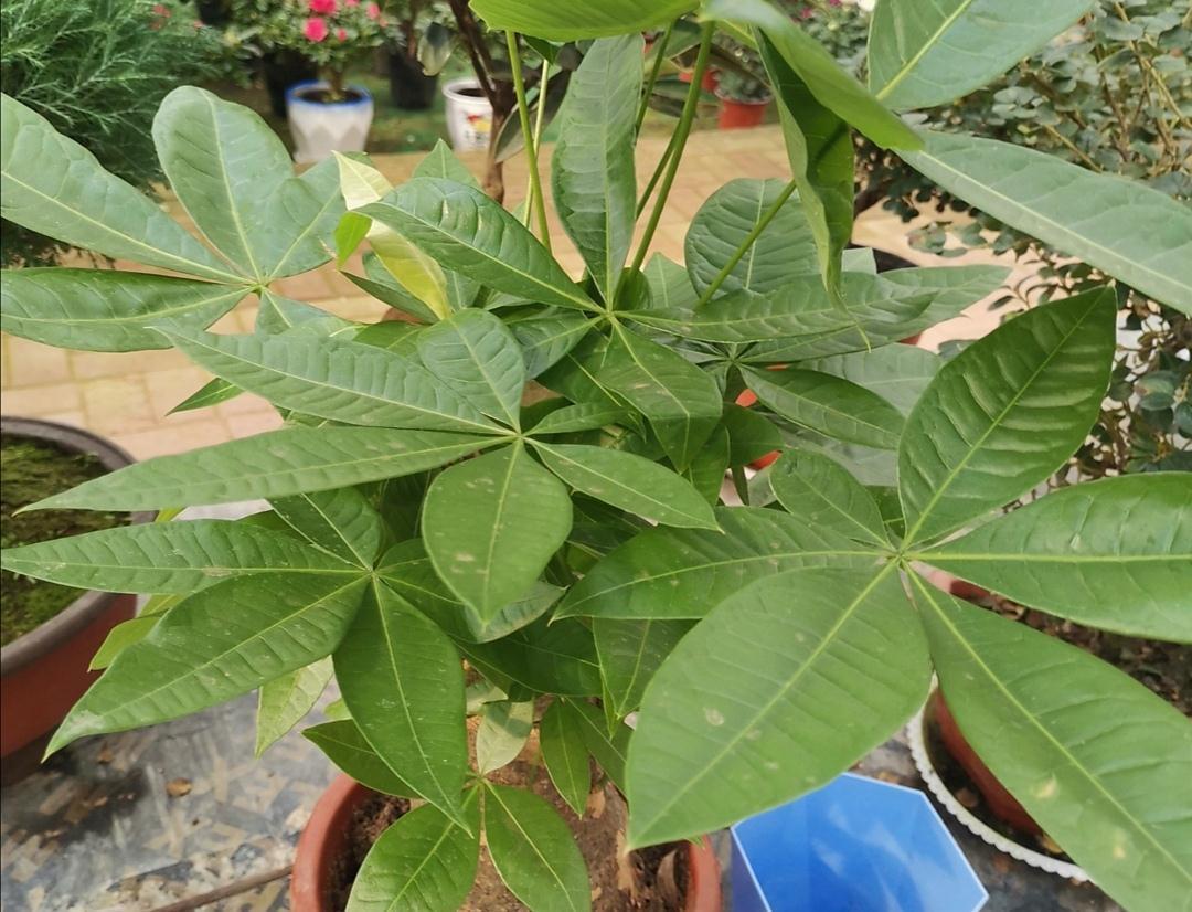 4种漂亮花,冬天不好养?只因没掌握好方法