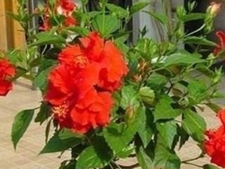 此种“小东西”自带酸性,肥力大,花盆里撒一把,治虫、不黄叶!