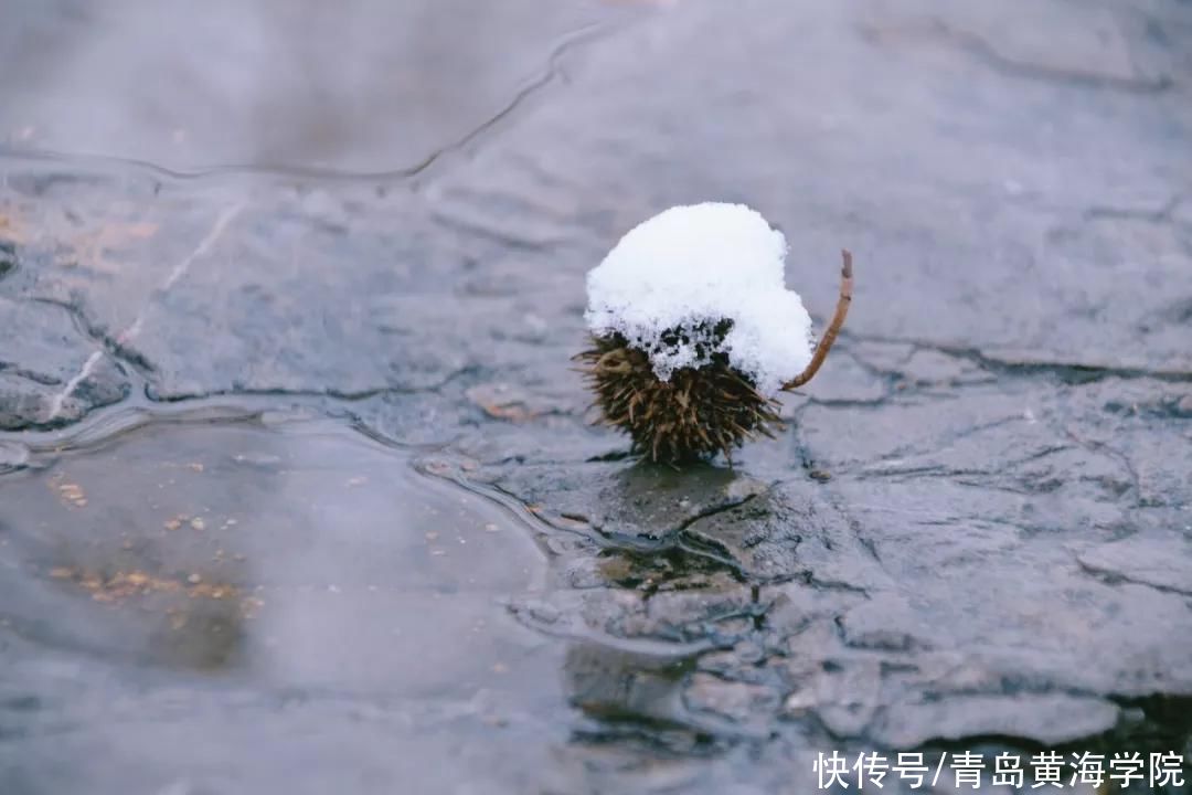  寒冷日甚，顺问冬安|今日大雪 | 大雪