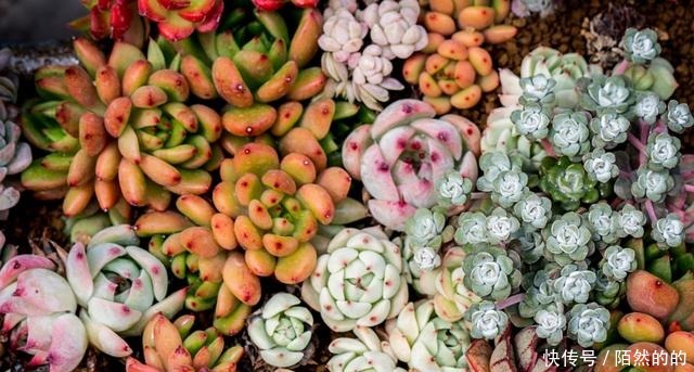 5种一般人养不活的多肉,入坑前要做“功课”,不然养一盆死一盆!