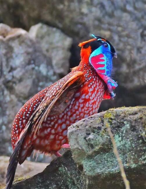 鸣声像小孩啼哭的"娃娃鸡"—红腹角雉