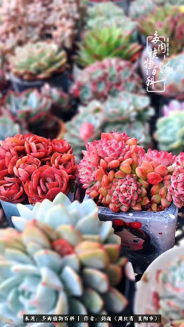 花盆|当美丽的多肉邂逅漂亮的手绘花盆,会是怎样的一种美