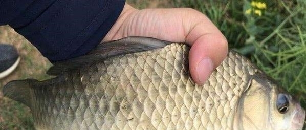 冬季钓鱼线组要用细,到底用多大的线组?不会也是白搭