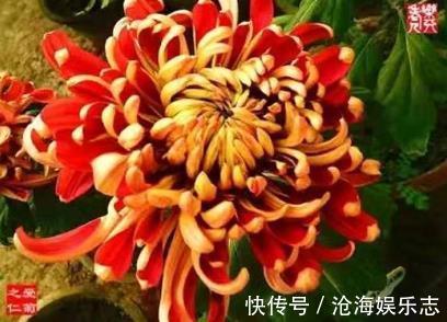 万山红遍|喜欢养菊，不如养盆“优良名菊”万山红遍，似金缕玉衣，典雅高贵