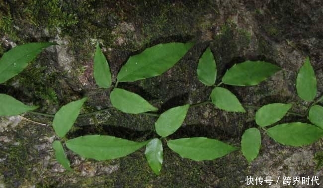 卖到|农村山上常见的野草,如今1斤卖到500元成稀罕货,你值得拥有