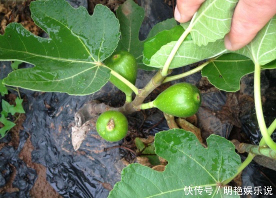 病发症|无花果的叶子为中药至臻,功效价值受中医欢喜!一定要收藏好