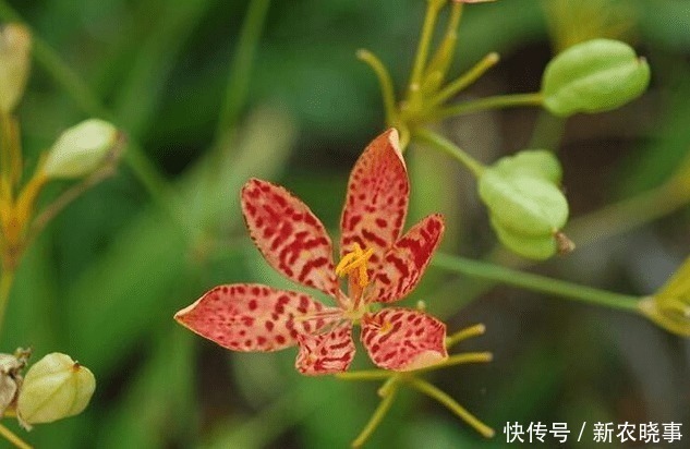 外形|外形像“手雷”,若见到这种野果,别害怕,记得采回家,是好东西