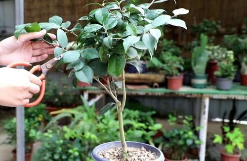  呼呼|发财树、栀子、茉莉、月季，冬季剪剪，春天才能呼呼冒花芽
