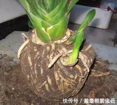 4种垃圾家家都有,垫在花盆里,半年长出白菜根早看少吃亏