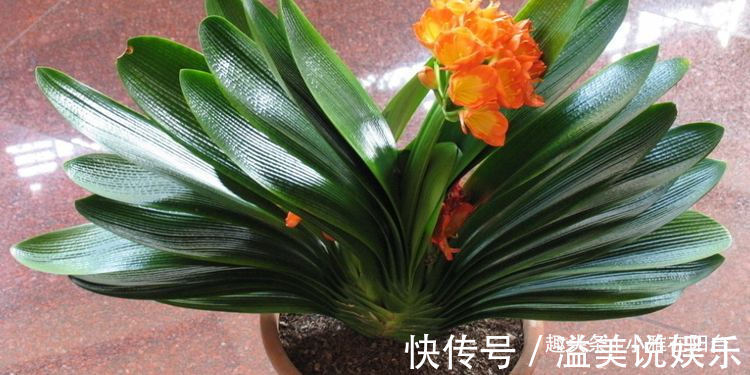 啤酒|君子兰用啤酒擦叶，要注意“一点”，叶更绿更亮，花更大更艳！