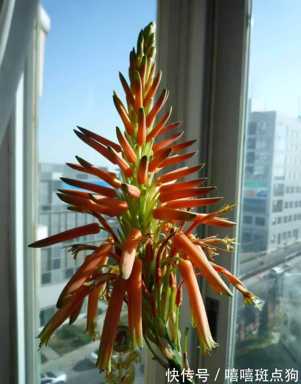 室内想养大盆镇宅花,建议从这10种里面选,听名字就很霸气