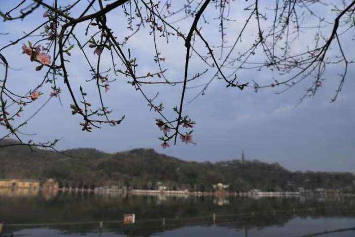 苏堤白堤的第一株桃花都开了 比往年提前一个月