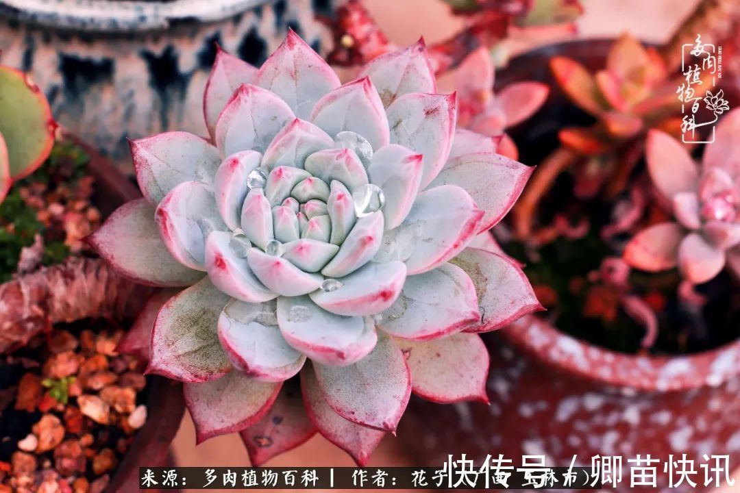 为了爱情来到陌生城市,偶遇多肉,地老天荒的爱恋!