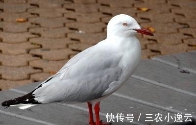 放血|为什么老人说“杀鸽子不能放血, 要直接用水淹死”