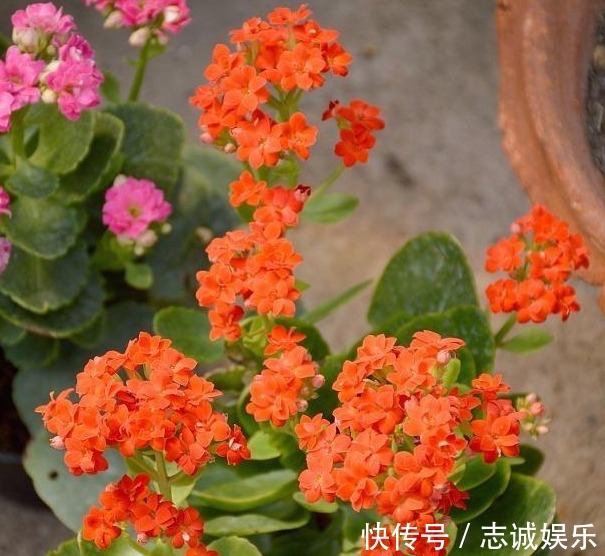 长势|刘大爷9年长寿花养护经验,总结“3妙招”,轻松一盆变多盆