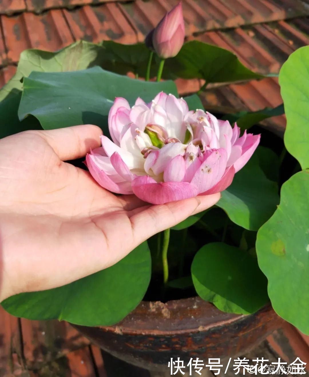 入夏前，10种花要赶紧施肥，不然以后没花看