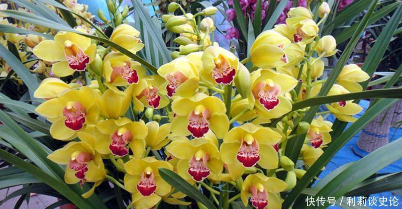 6种平价年宵花,适合大众消费,看看哪个适合你家