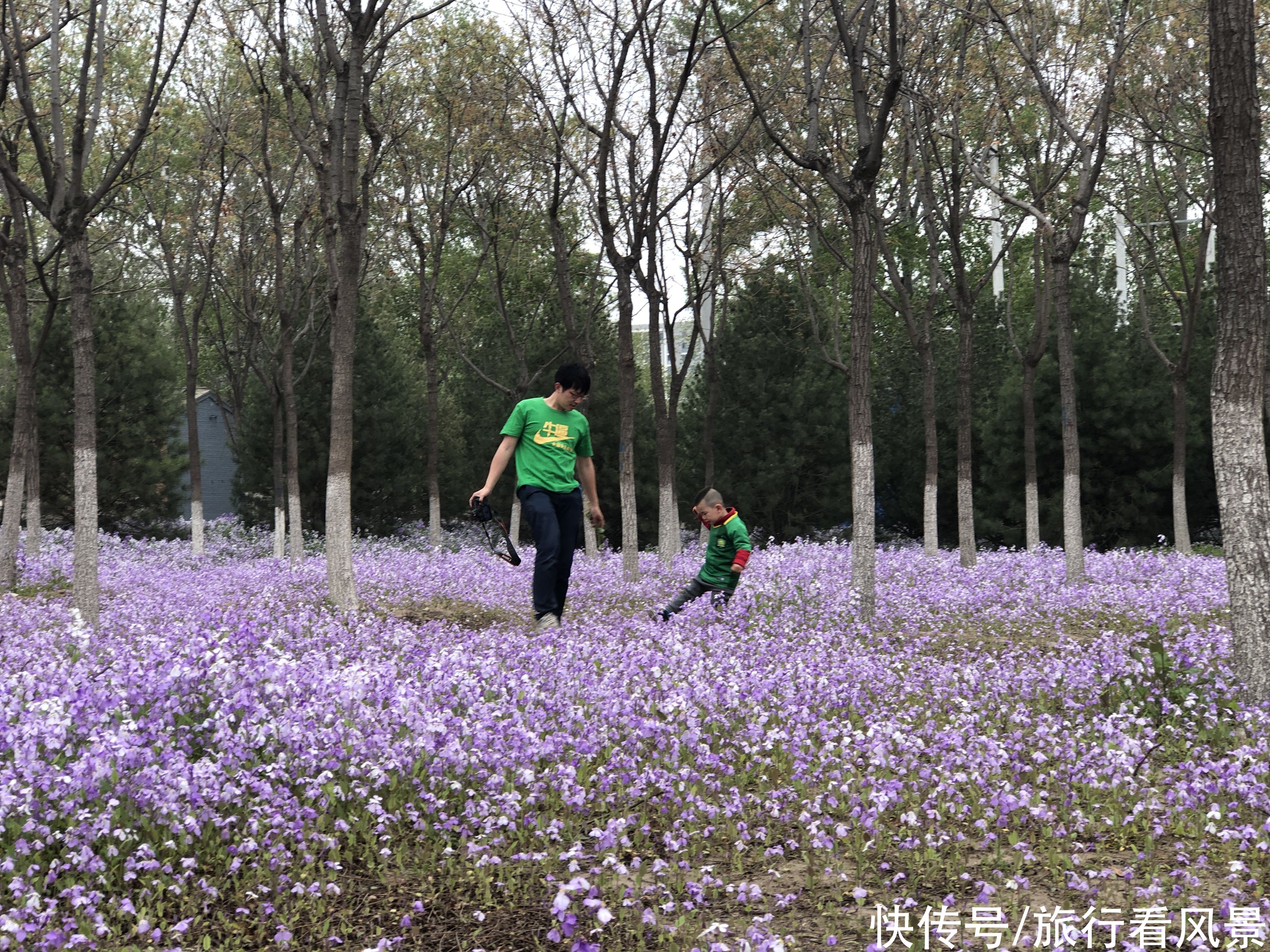 北京私藏小众千亩花海，紫色二月兰争相绽放，游人不超10个