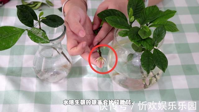 扦插|栀子花扦插很简单,修剪完的枝条不要扔,注意几点生根速度快