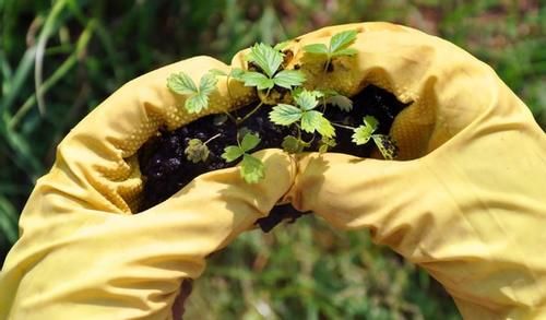 废弃的花盆、花土别丢，春天种几株草莓，6-8月就能吃上果子