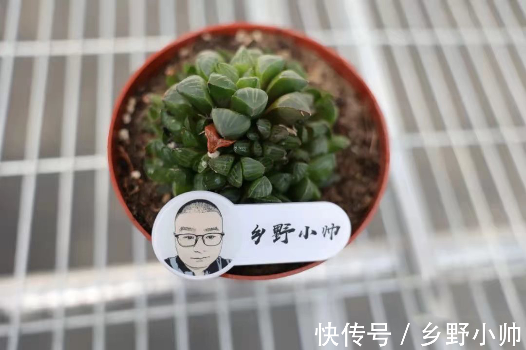 美杜莎|九月多肉季,小帅推荐这2种类型的多肉,好养又漂亮