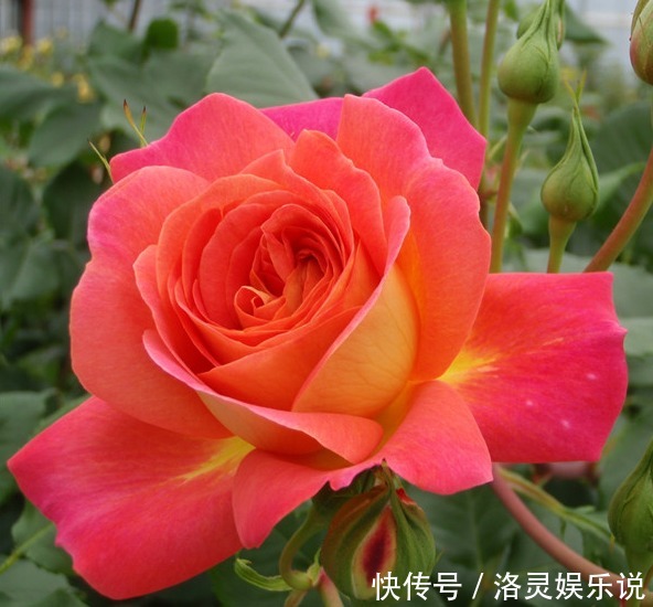 花花期|“玫瑰珍品”仲夏,热情如火,花色艳丽,可以说是养花必备