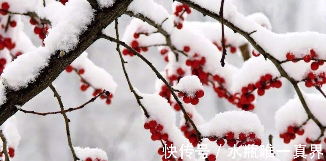 梅香&时入腊月春可盼,雪落伴梅香,婉约在人间