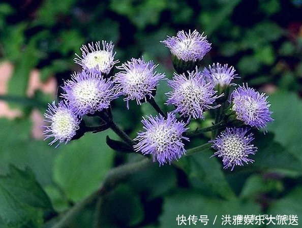 此花花姿妖娆,紫色的花朵散发着沁人心脾的芳香,令人心旷神怡